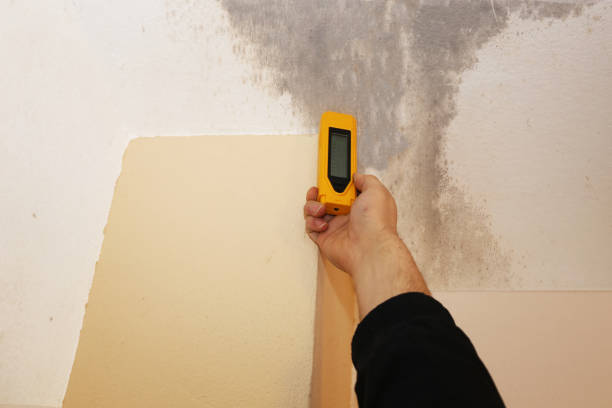 Best Asbestos and Lead Testing During Mold Inspection  in Benton Harbor, MI
