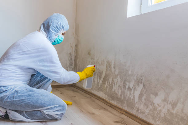 Best Attic Mold Removal  in Benton Harbor, MI