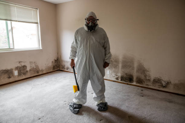 Reliable Benton Harbor, MI Mold Removal Solutions